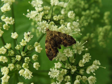 Common nettle-tap