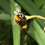 Grypocoris sexguttatus