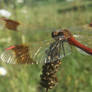 Banded Darter dragonfly