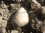 An ancient snail by mossagateturtle