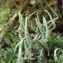 Spooktober 2020: Creepy Lichens