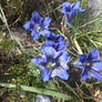 Precious blue flowers