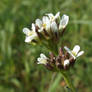 Hairy rock-cress