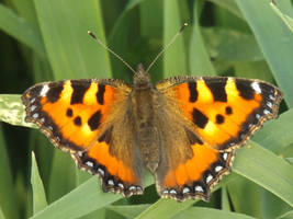 Butterfly like fire