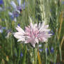 Cornflower in pink