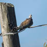 Turtle Dove