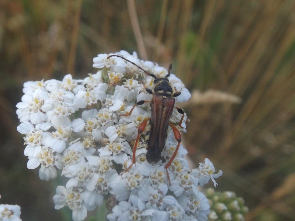 Stenopterus rufus by AgateTurtle on DeviantArt