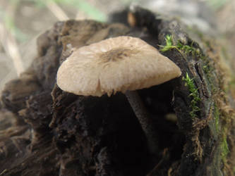 Pluteus thomsonii