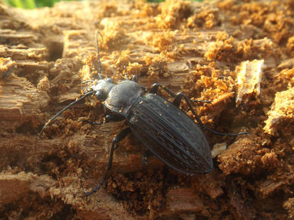 Beetle Beauty