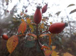 Autumn Rosehips by mossagateturtle