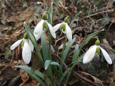 More spectacular snowdrops