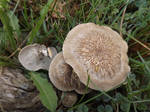 Mushroom season begins for 2022. by mossagateturtle