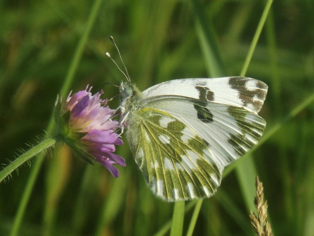 Summer Beauty