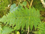 Lady fern by mossagateturtle