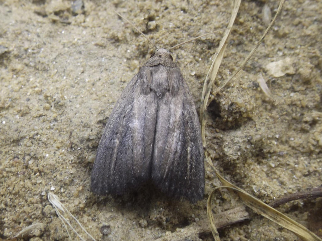 Porters Rustic moth by AgateTurtle on DeviantArt