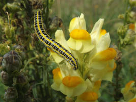 Toadflax lover