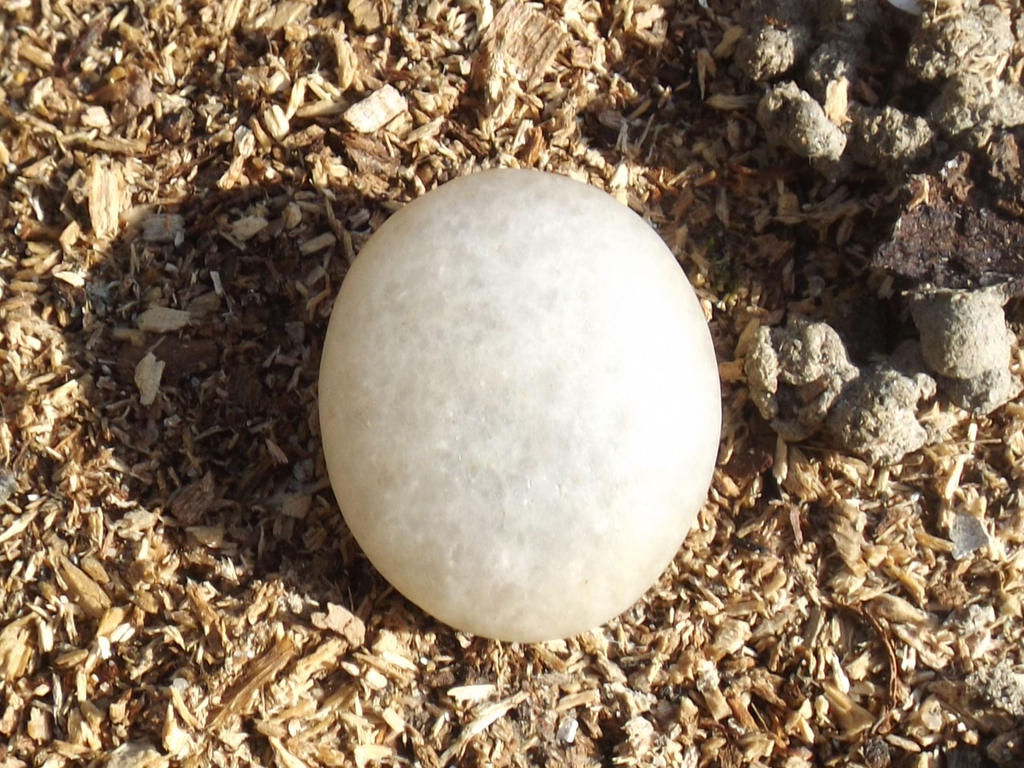 The perfect pebble by mossagateturtle on DeviantArt