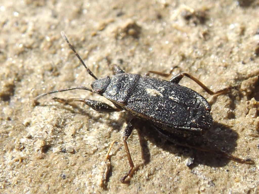 Black Bug by mossagateturtle on DeviantArt