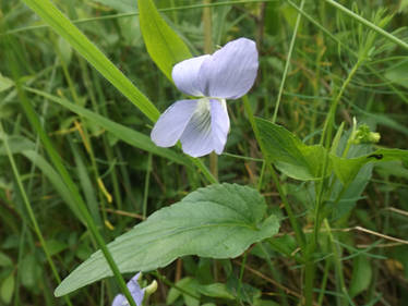 Heath violet