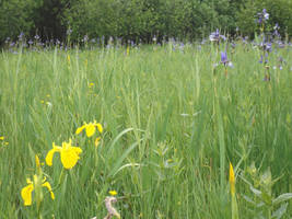 On the Land of Irises