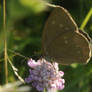 Aberrational Ringlet