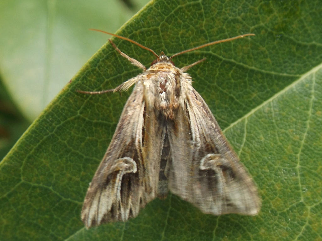 Puple Moth Purple Cloud moth by mossagateturtle on DeviantArt