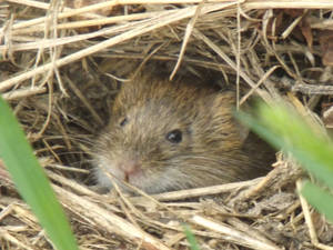 Hello, this is my burrow!