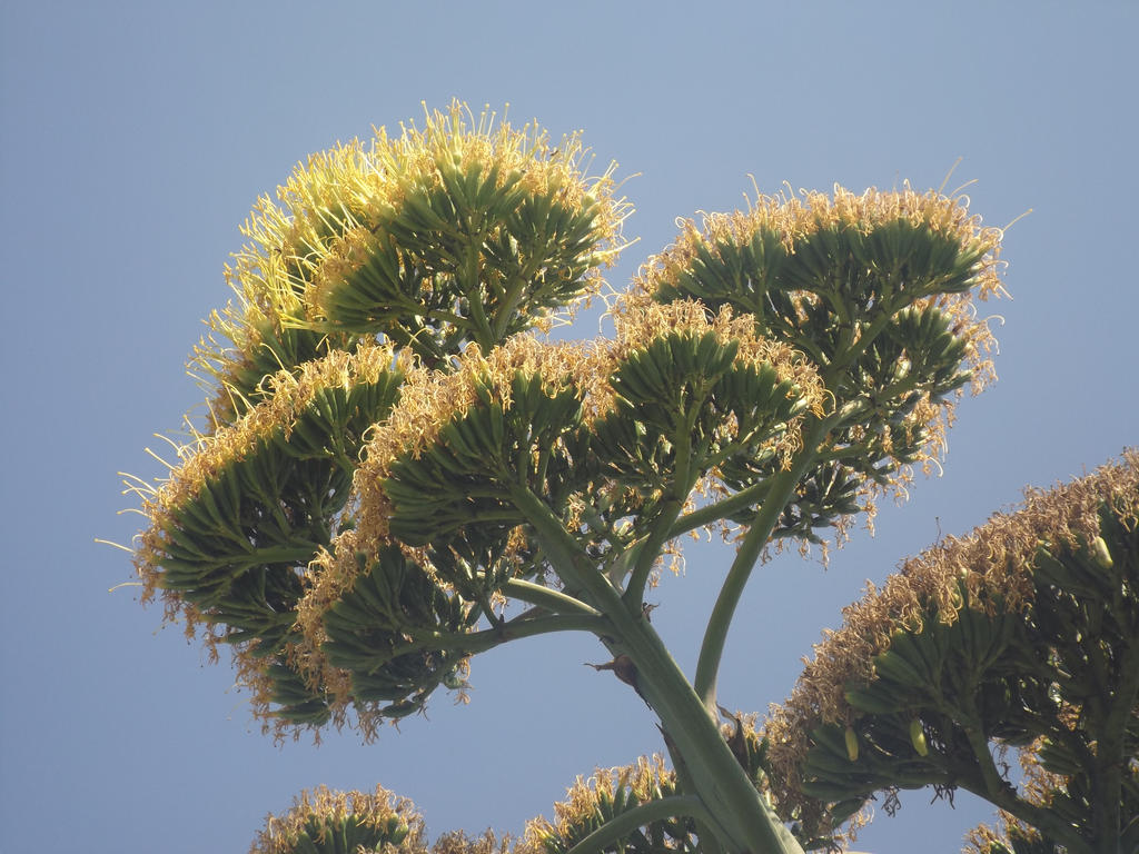 Flowering Agave by AgateTurtle on DeviantArt Flowering Agave by AgateTurtle on DeviantArt