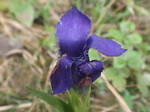 Fringed gentian by mossagateturtle