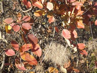 Autumn Smoketree