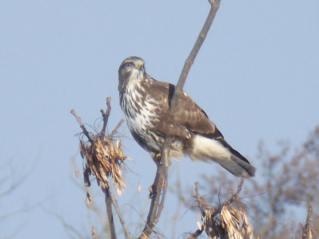 Balancing raptor by mossagateturtle on DeviantArt