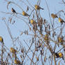 The tree which fruits yellowhammers