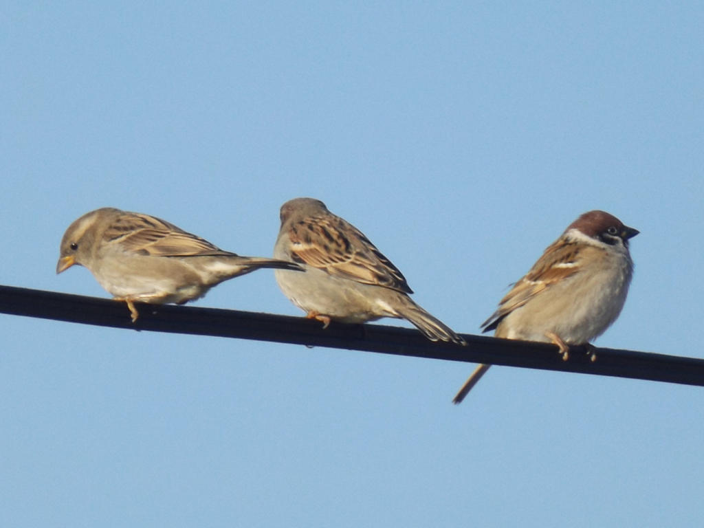 Three Sparrows Three Sparrows by AgateTurtle on DeviantArt