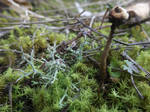 Microcosmos of a rocky grassland by mossagateturtle