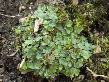 Hemisphaeric liverwort