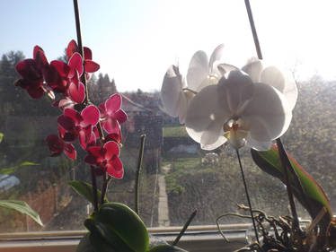 Our blooming orchids