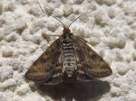 Smol moth by mossagateturtle