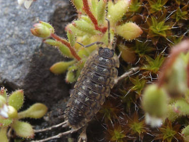 Porcellio spinicornis