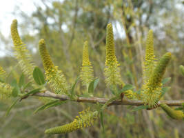 Almond willow