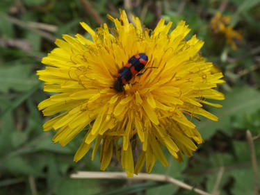 Headfirst into the dandelion