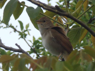 Let the nightingale sing