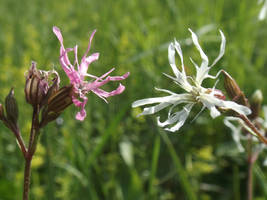 Ragged-robin: Pink and White