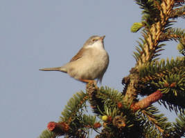 A handsome whitethroat