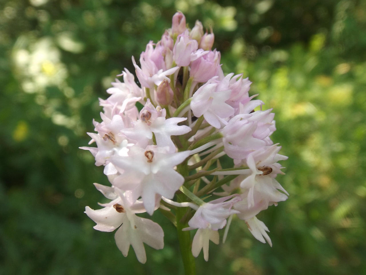 A Weird Orchid By AgateTurtle On DeviantArt a-weird-orchid-by-agateturtle-on-deviantart