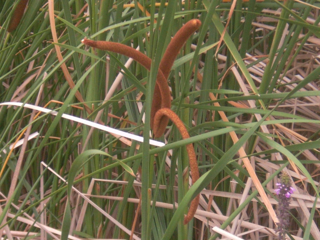 A weird cattail by AgateTurtle on DeviantArt
