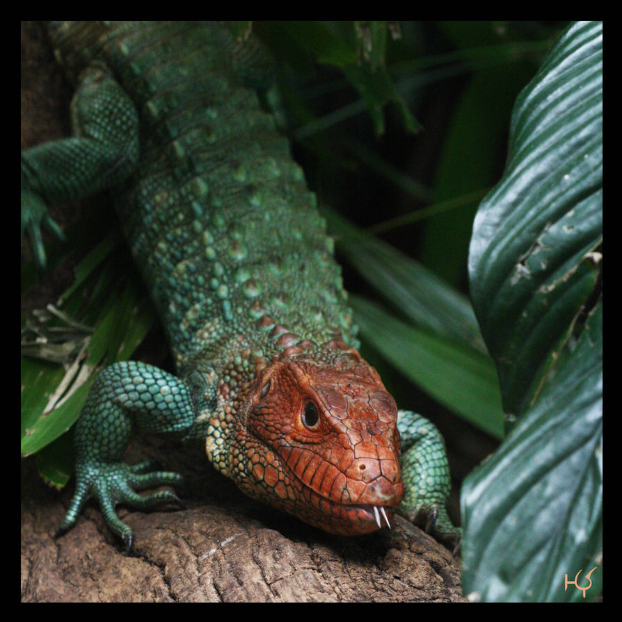 Reptile by Globaludodesign on DeviantArt