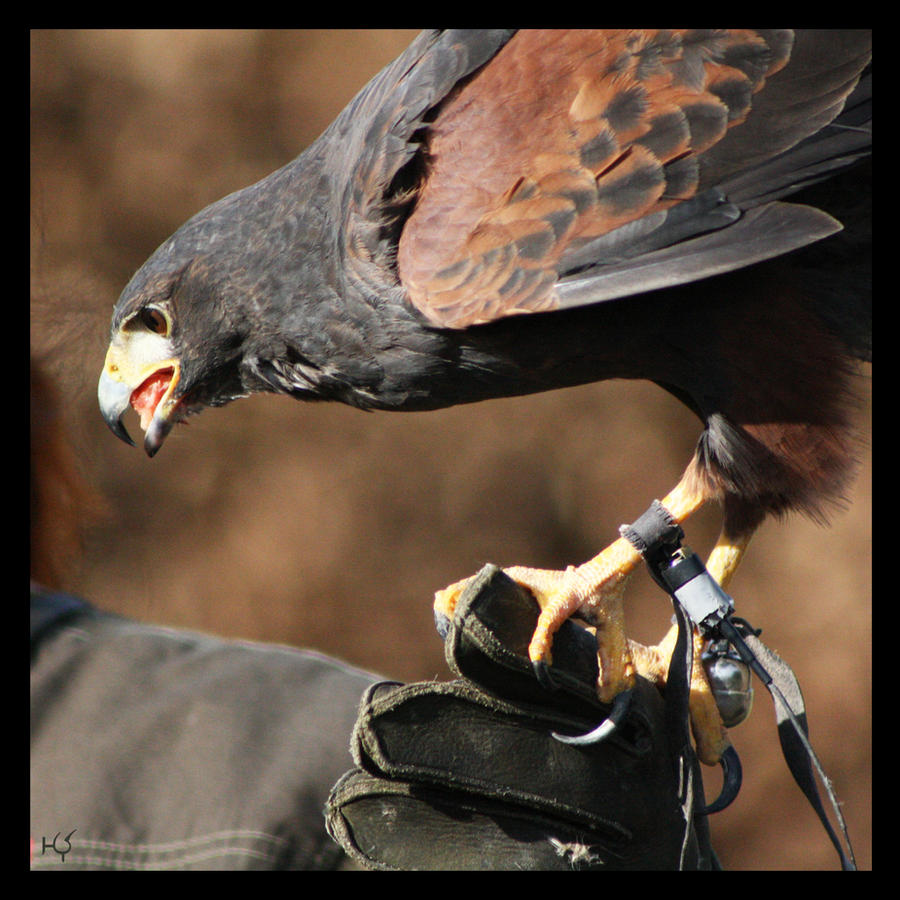 Raptor show by Globaludodesign on DeviantArt