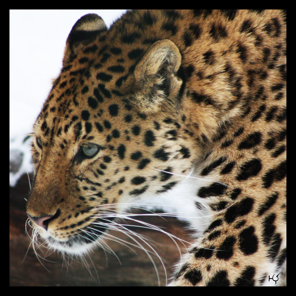 Amur leopard