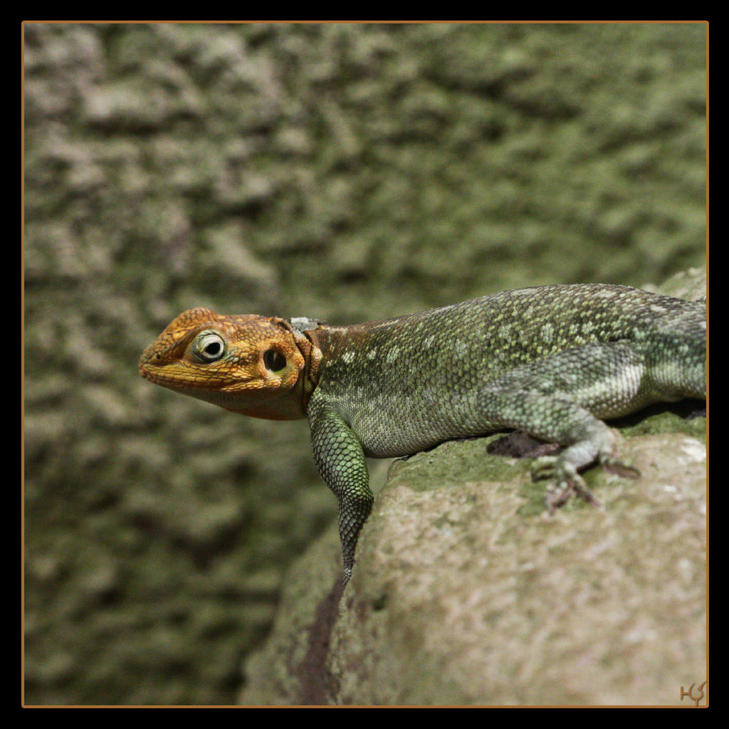 Reptile by Globaludodesign on DeviantArt