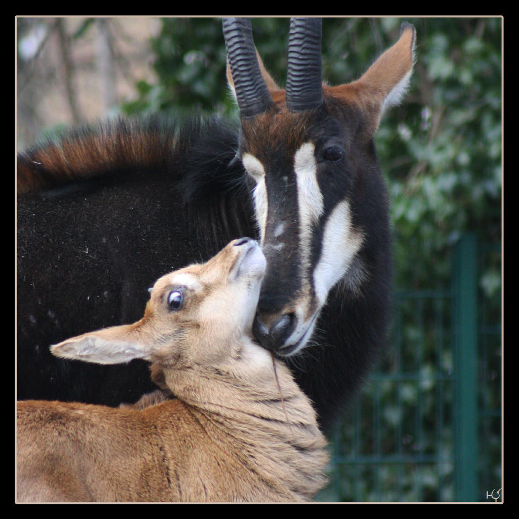 Sable Antelopes 2